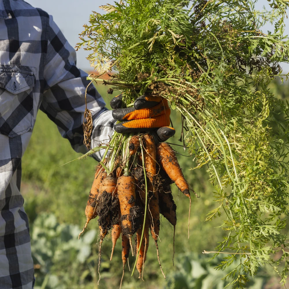 Hortikultura